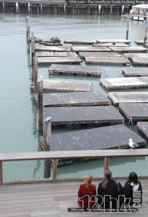 sea lion watching, San Francisco