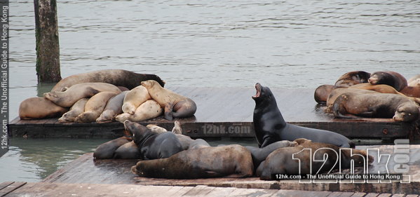 sea lions, San Francisco