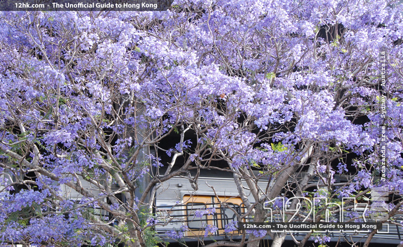 Jacaranda tree in full blomm, Sydney, Australia