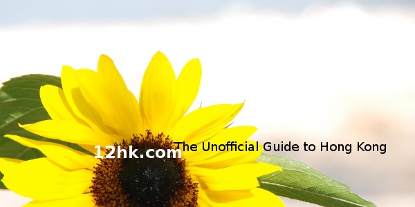 sunflower at beach