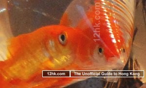 goldfish